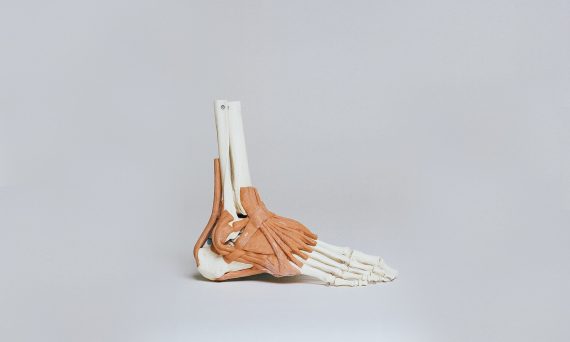 brown and white skeleton foot