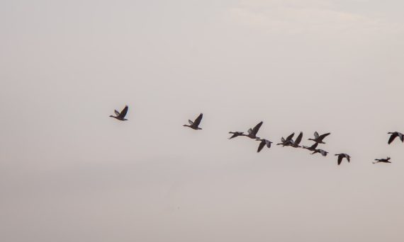 flock of birds flying